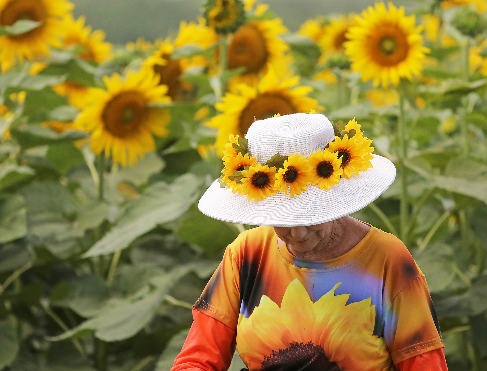 Sunflower Days 2019